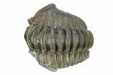 Curled Flexicalymene Trilobite - Indiana #287762-2